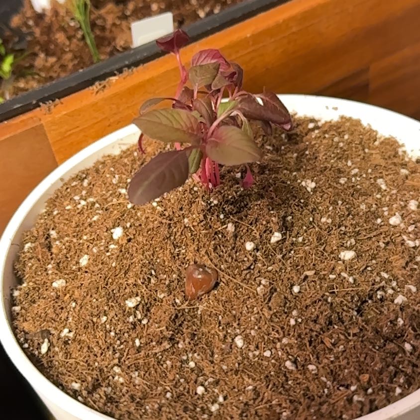 Young Mexican Grain Amaranth plant in a white pot with well-draining soil.