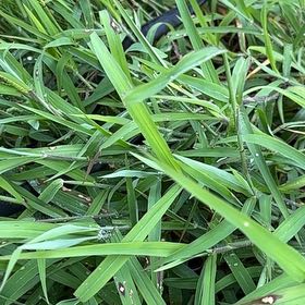 Photo of the plant species Southern Crabgrass by @DarlingDropwort named Pax on Greg, the plant care app