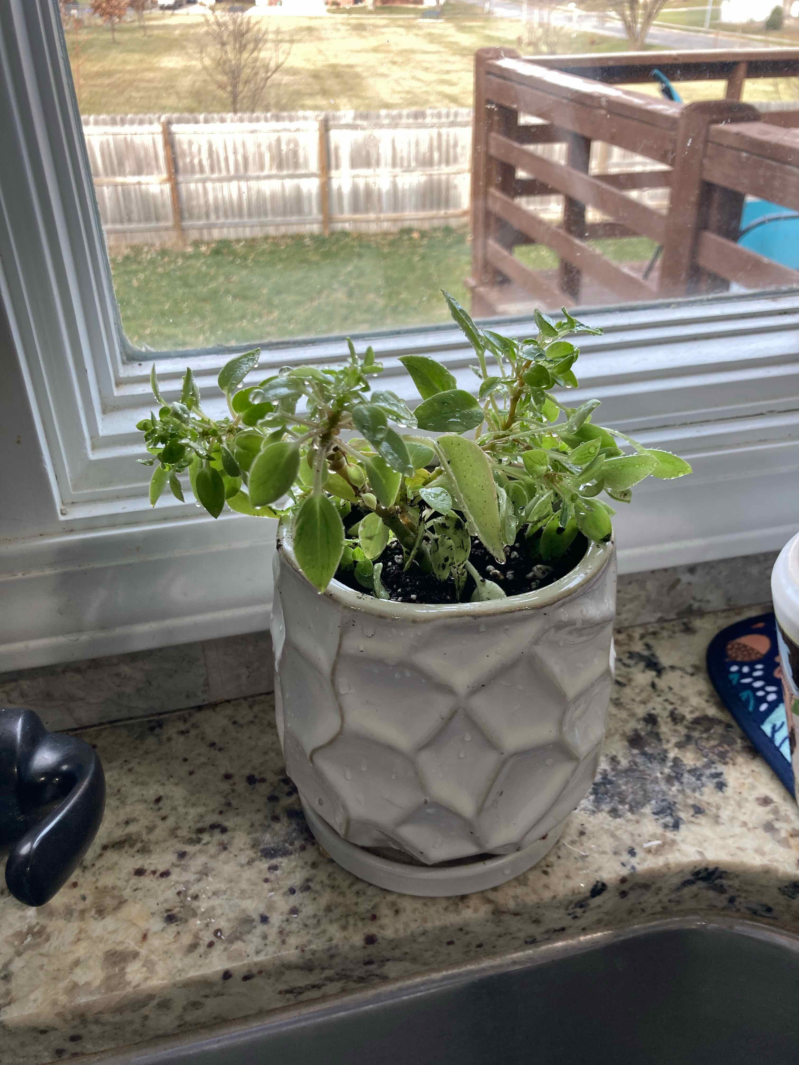 Teardrop Peperomia plant in a pot on a kitchen counter near a window, with some yellowing and browning leaves.