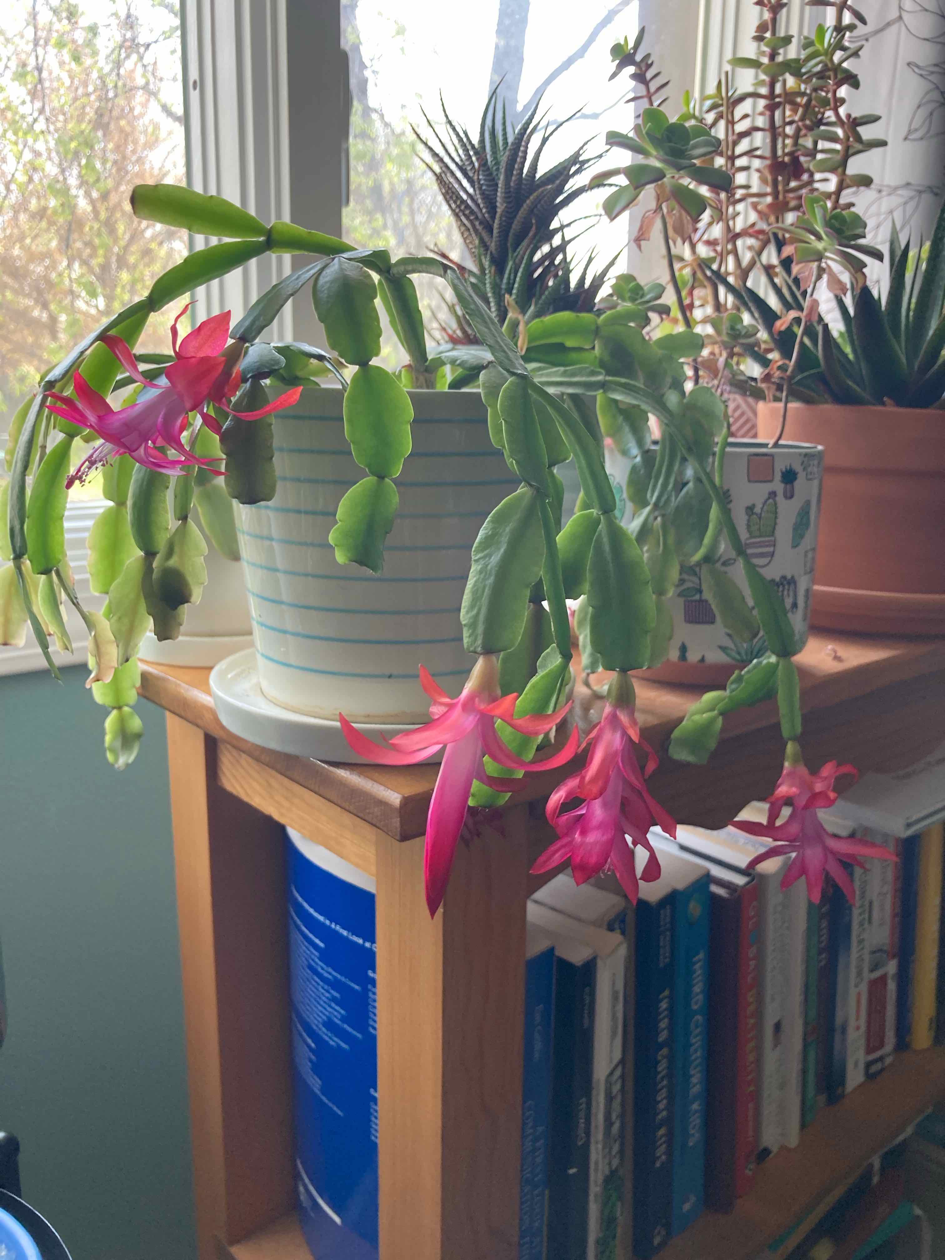 true Christmas Cactus with vibrant pink flowers on a wooden shelf.