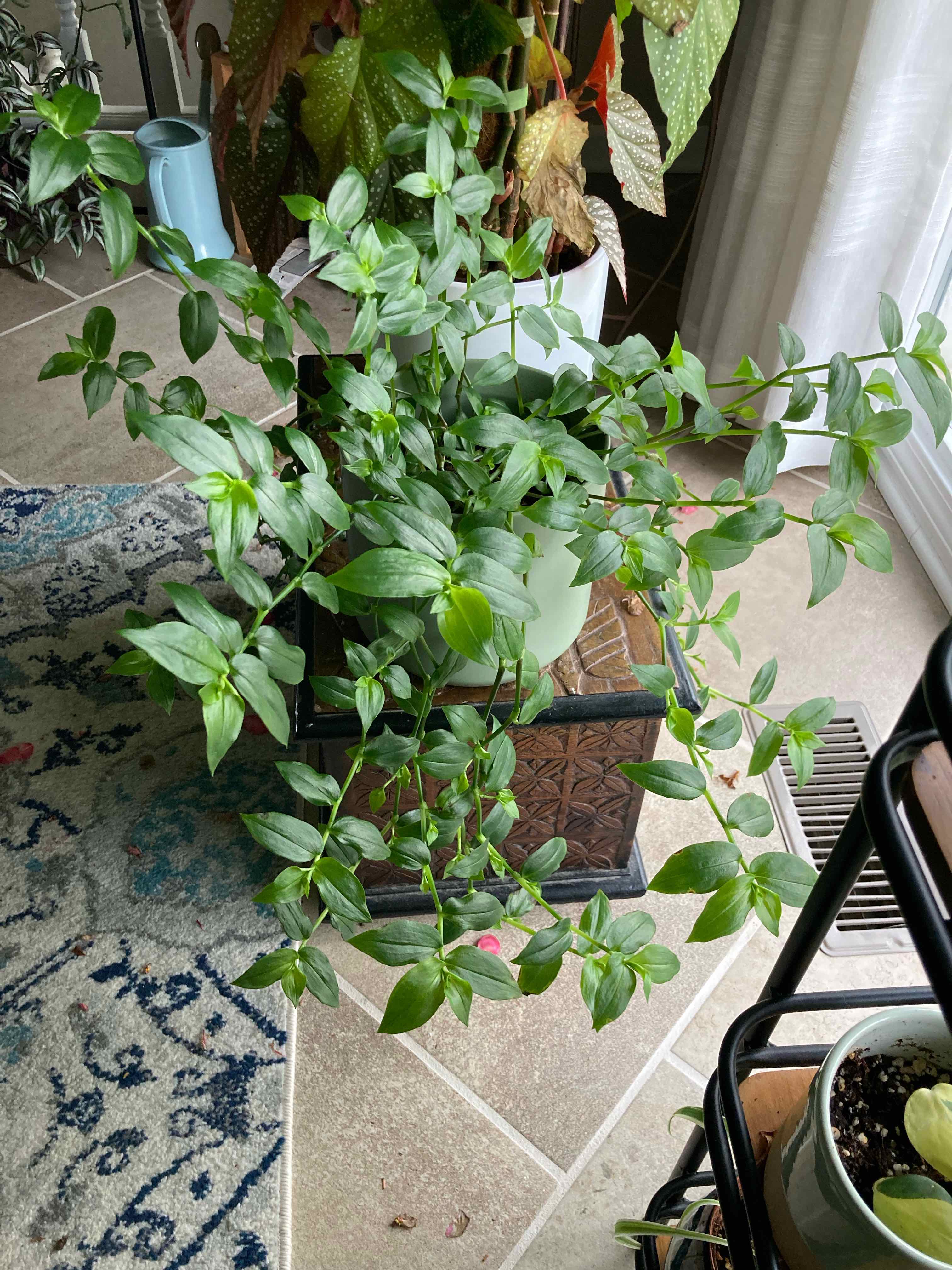 Healthy Tradescantia 'Green Hill' plant with vibrant green leaves in a well-lit indoor setting.