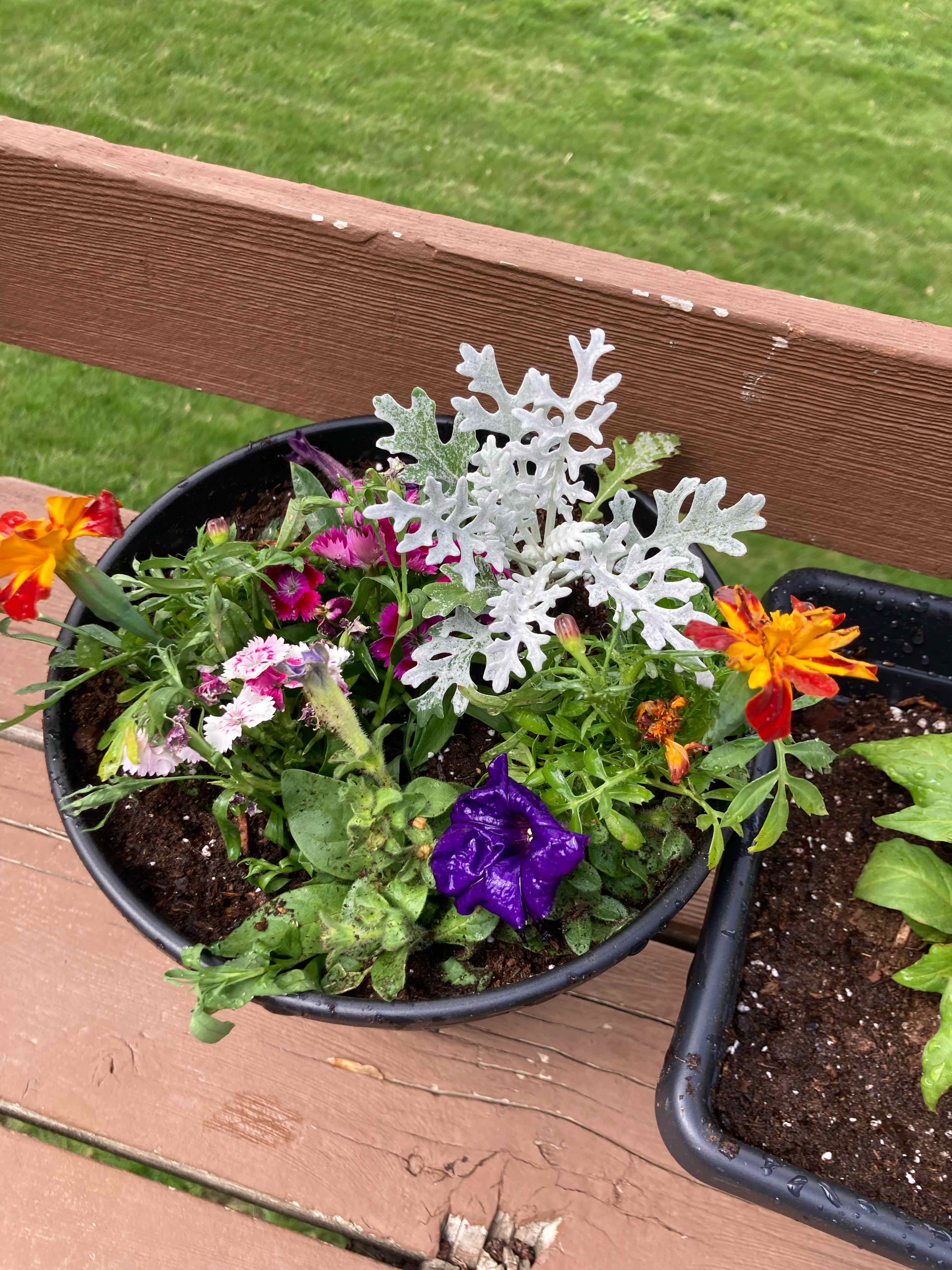 Potted plant with African Marigold and other species, vibrant and healthy.