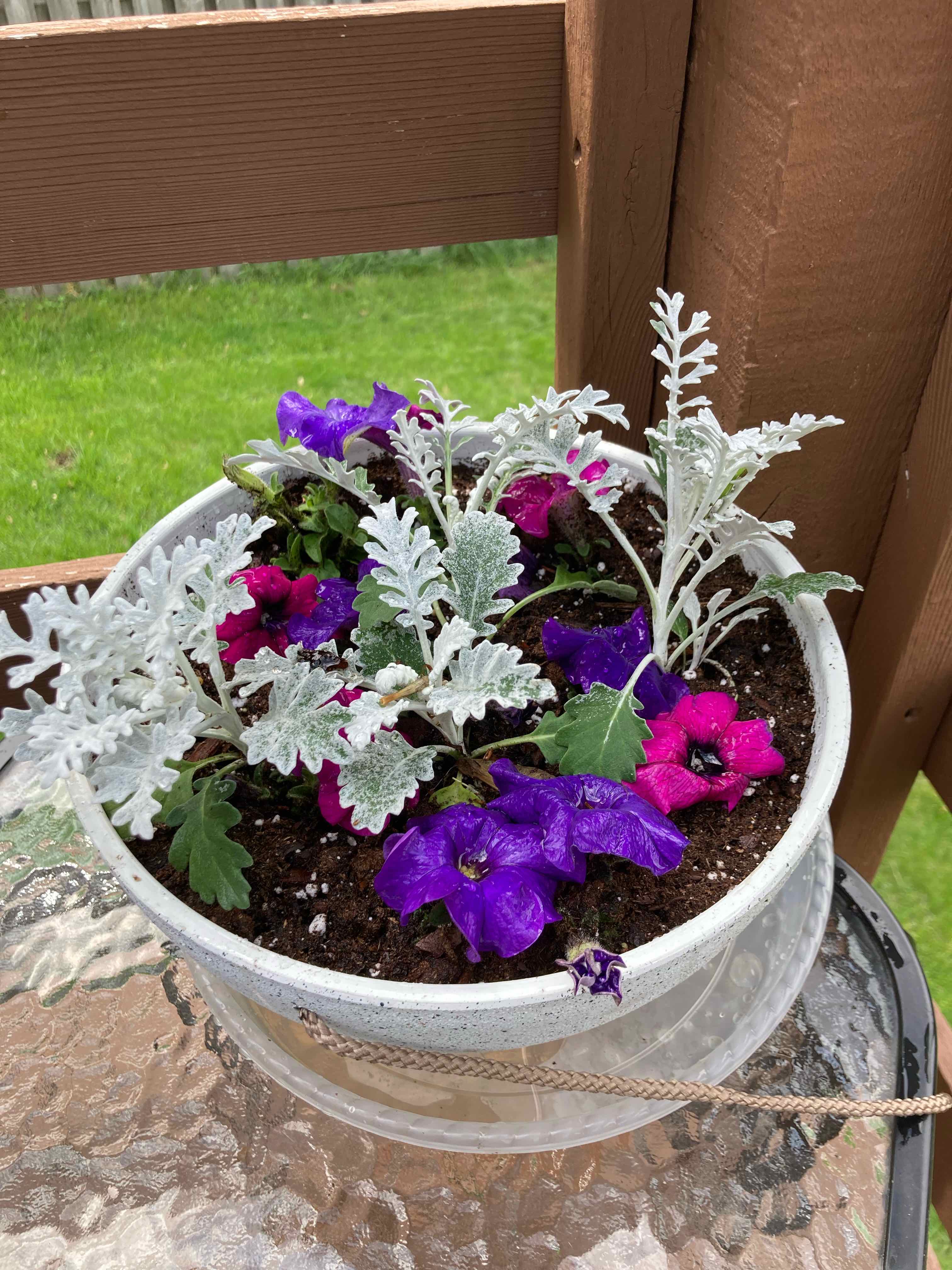 Potted Million Bells plant with vibrant purple and pink flowers and silver foliage.