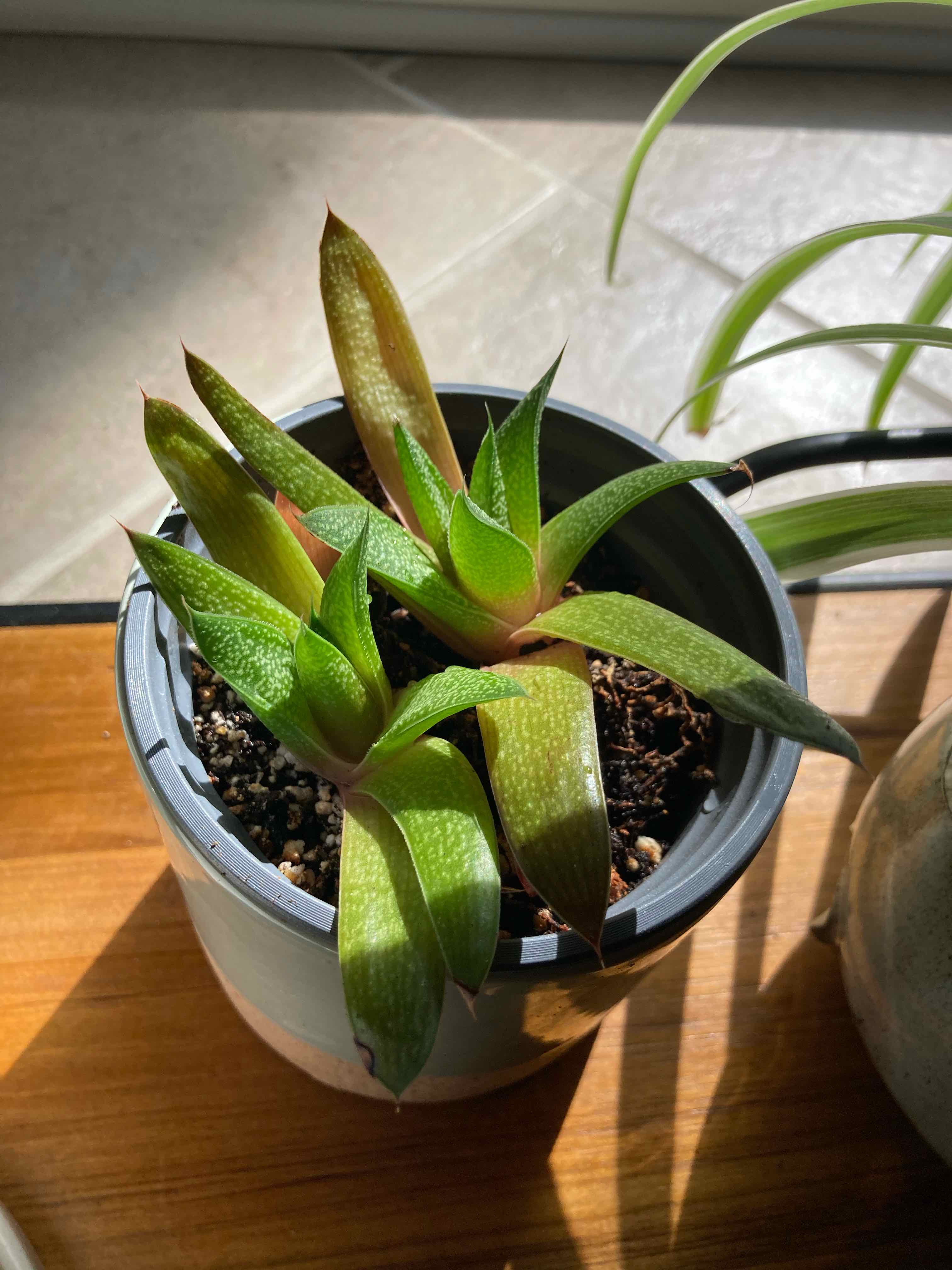 Healthy Ox Tongue succulent plant in a gray pot. The thick green leaves have slight yellowing at the tips.