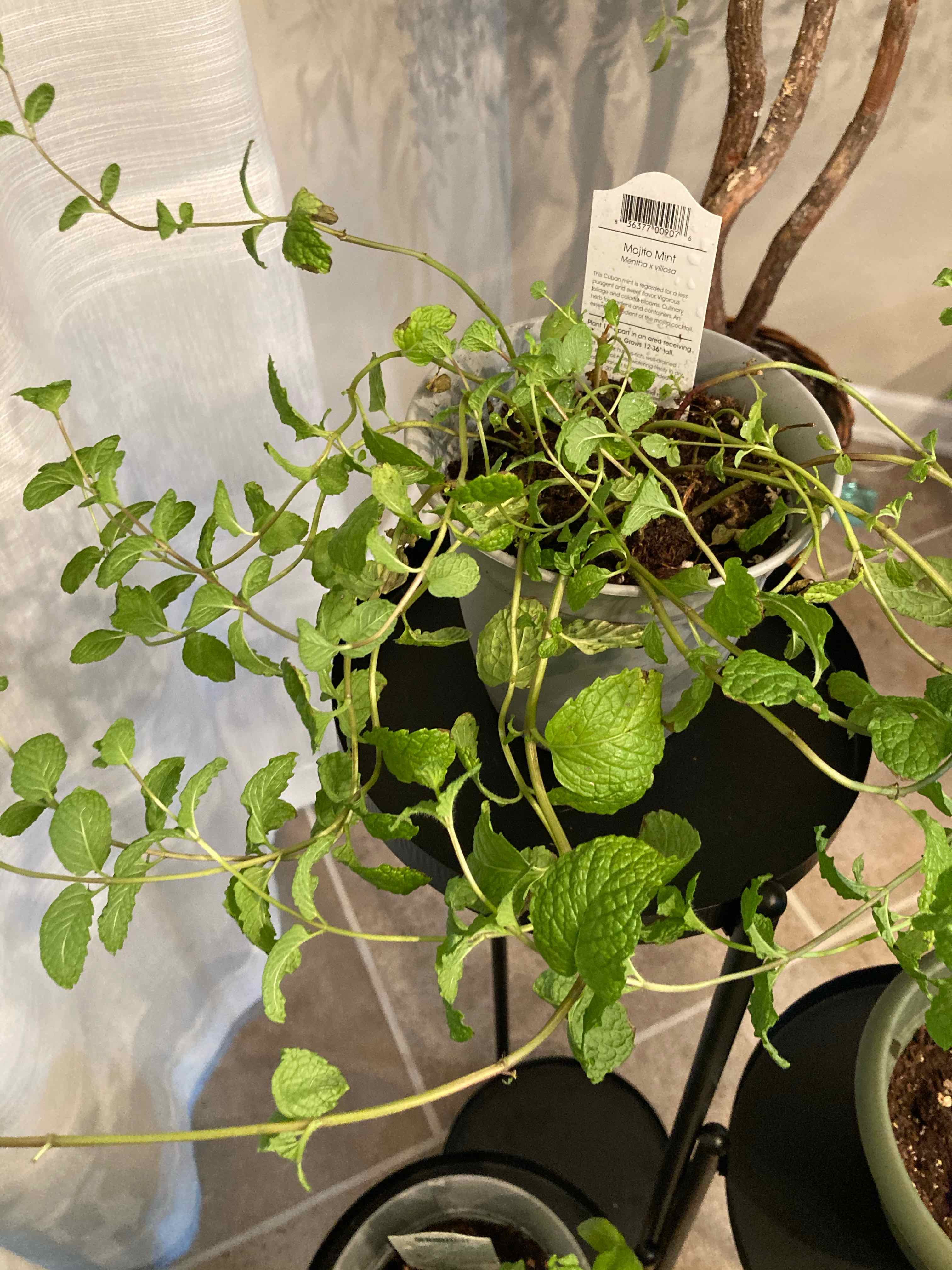 Mojito Mint plant in a pot with vibrant green leaves, well-framed and healthy.