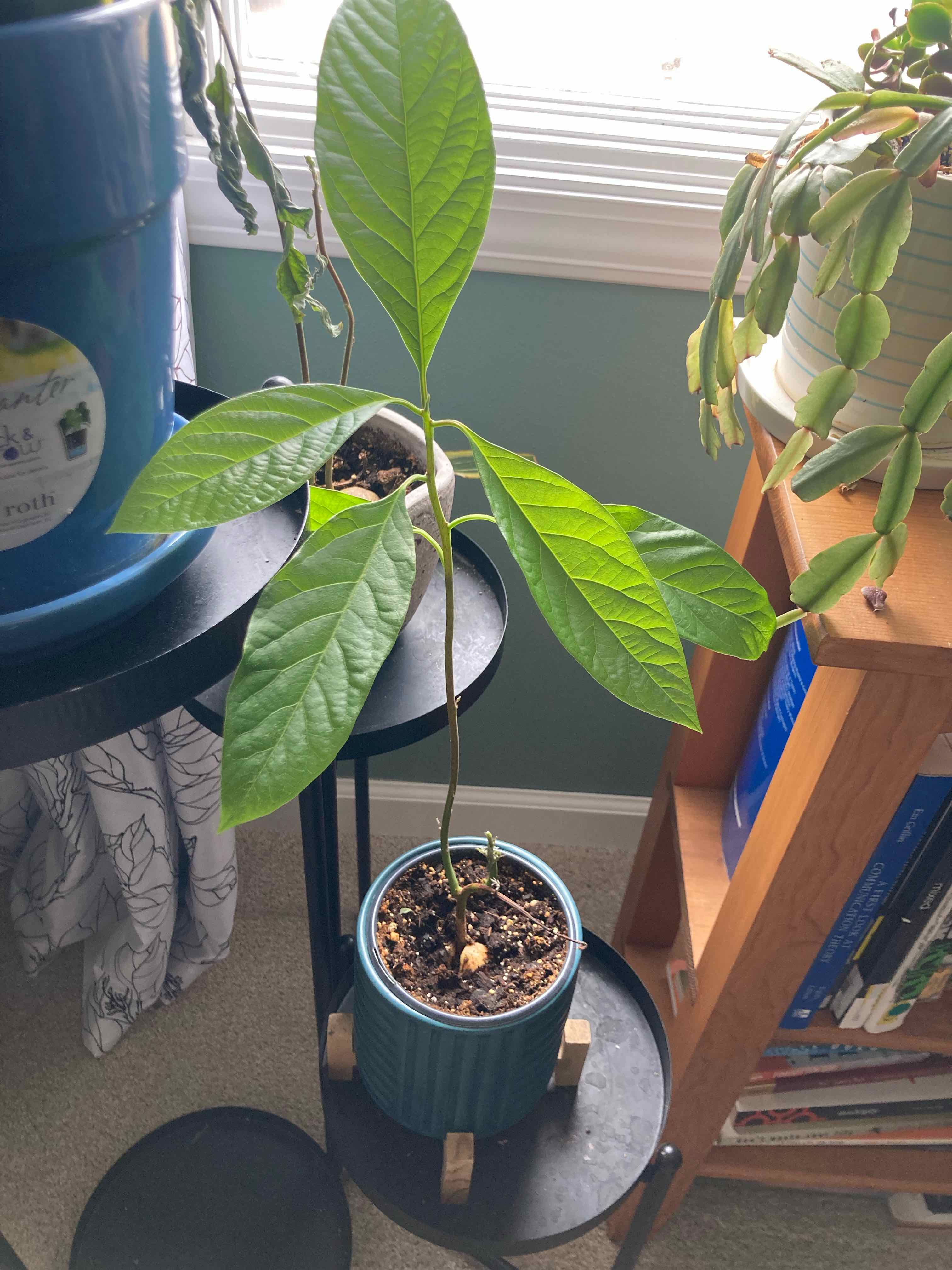 Healthy young avocado plant with vibrant green leaves growing in a small pot, centered and in focus.