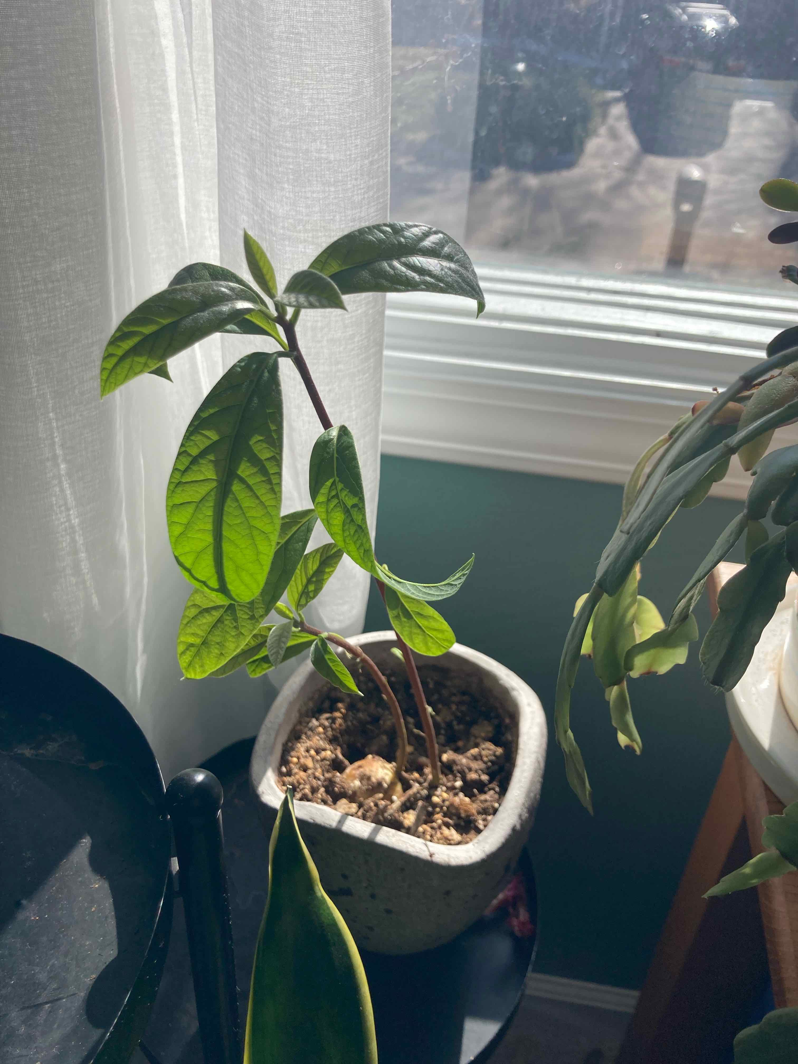 A healthy young avocado plant with large green leaves growing in a white ceramic pot on a sunny windowsill.