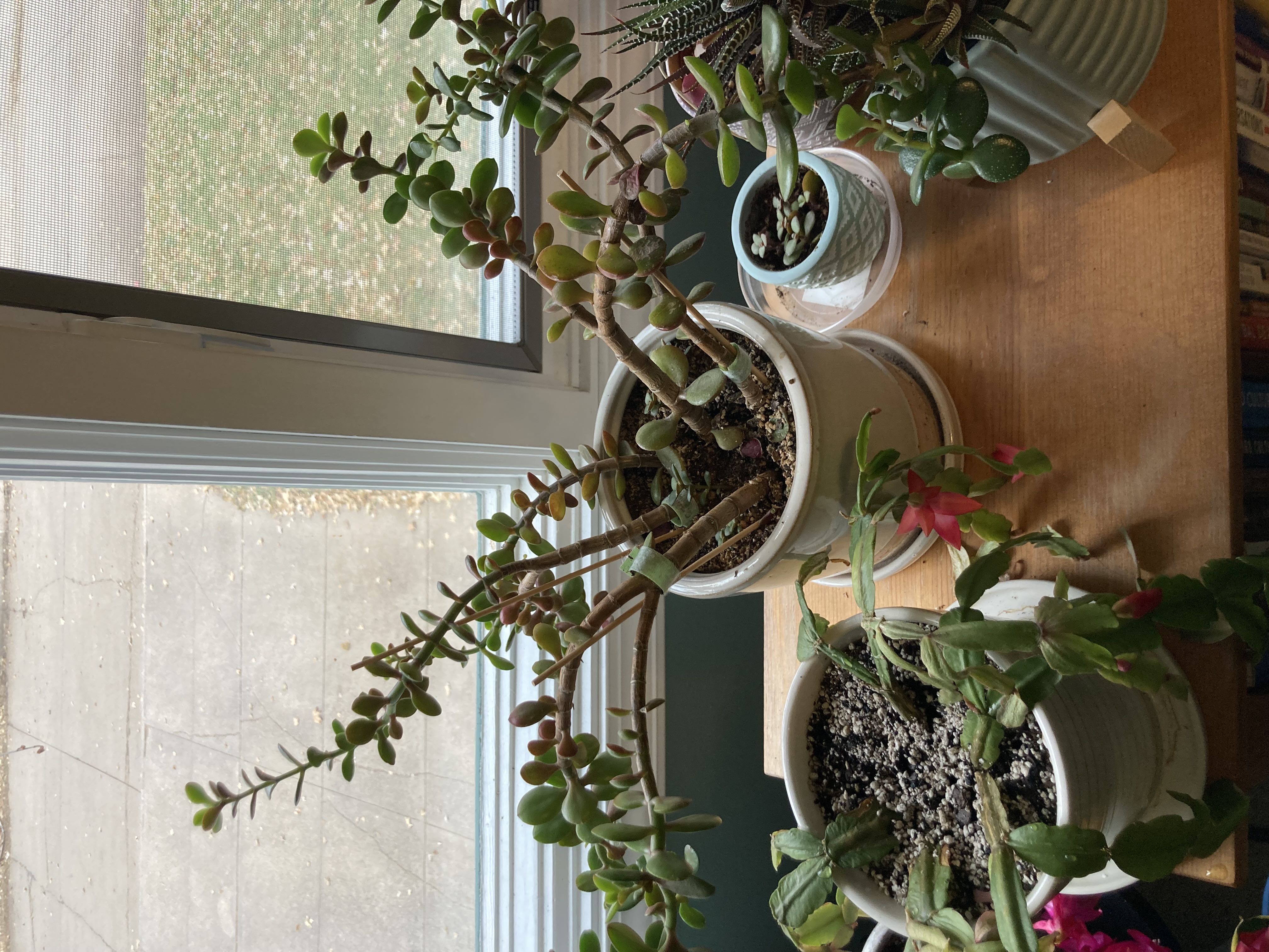 How can I best stabilize this Jade?