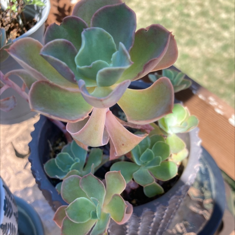 Echeveria Gibbiflora succulent with healthy green and pinkish leaves in a pot.