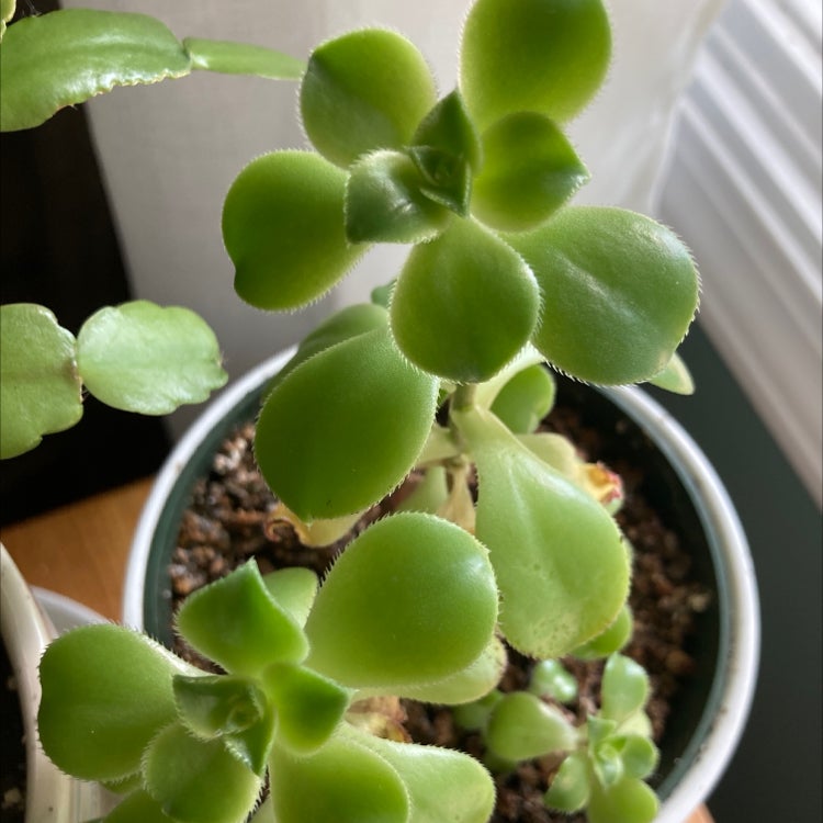 Aeonium Arboreum plant photo by @PlantyAmes named Chris Troeger on Greg, the plant care app.