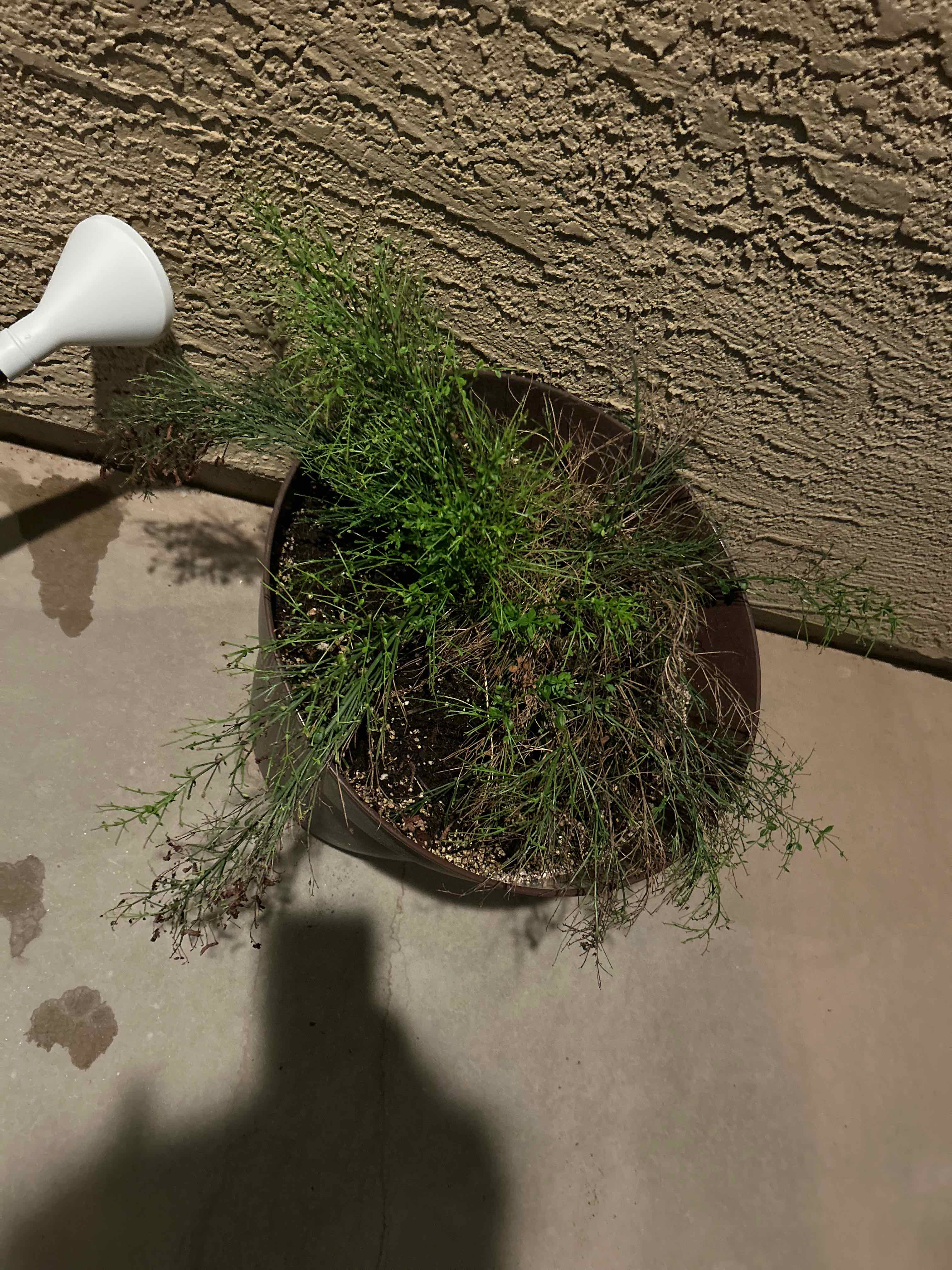 Potted Firecracker Plant with some yellowing and browning leaves against a textured wall.