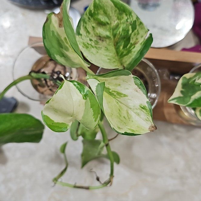 Photo of the plant species Harlequin Pothos by @ActualGalingale named Harley on Greg, the plant care app