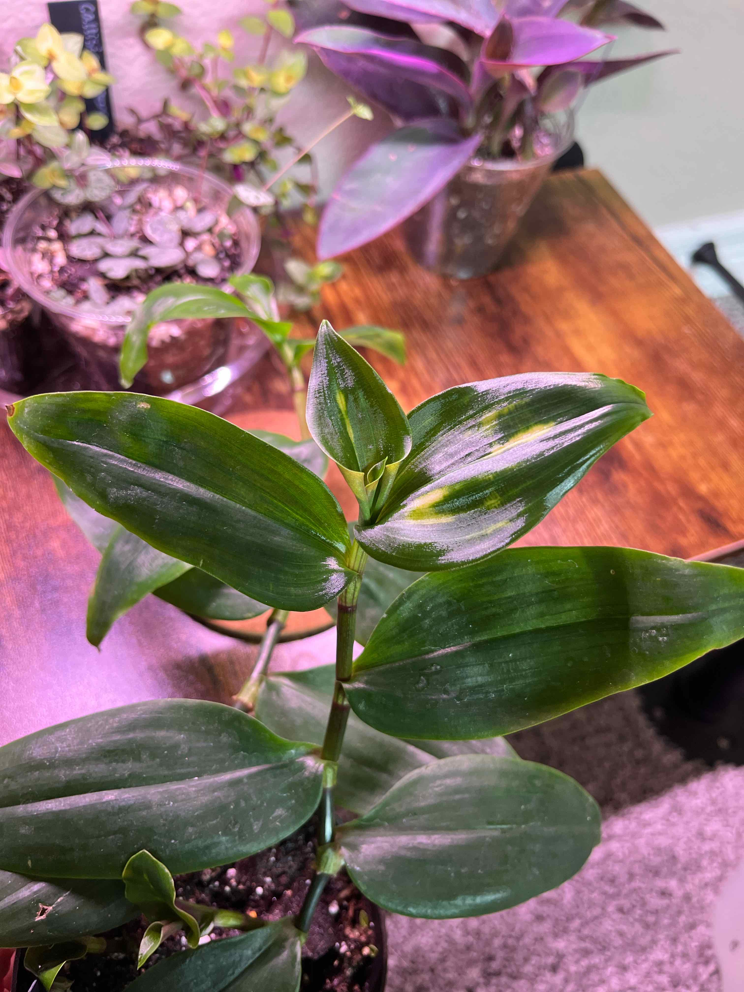 Tradescantia Blushing Bride plant with healthy green leaves and variegation, well-framed and centered.