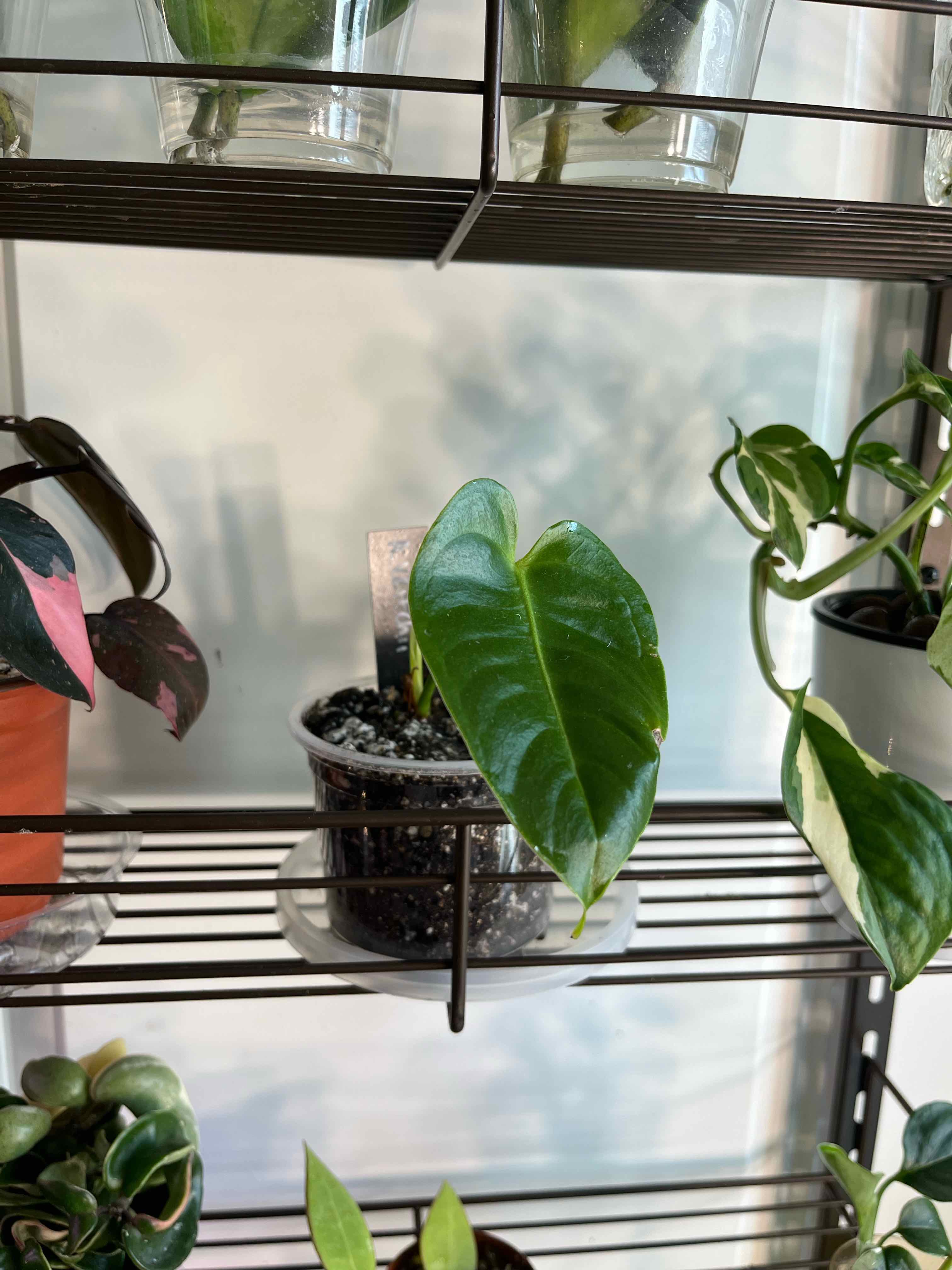 🌞 How Much Sunlight Does My Anthurium veitchii Need?