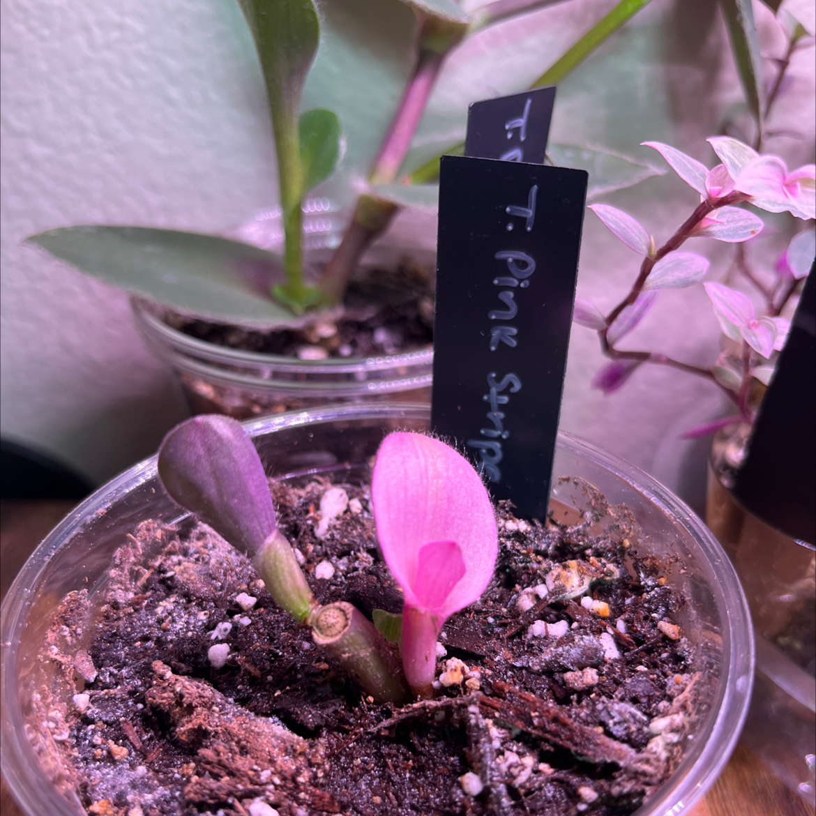 Pink Stripe Spiderwort plant in a clear pot with visible soil and a pink flower.