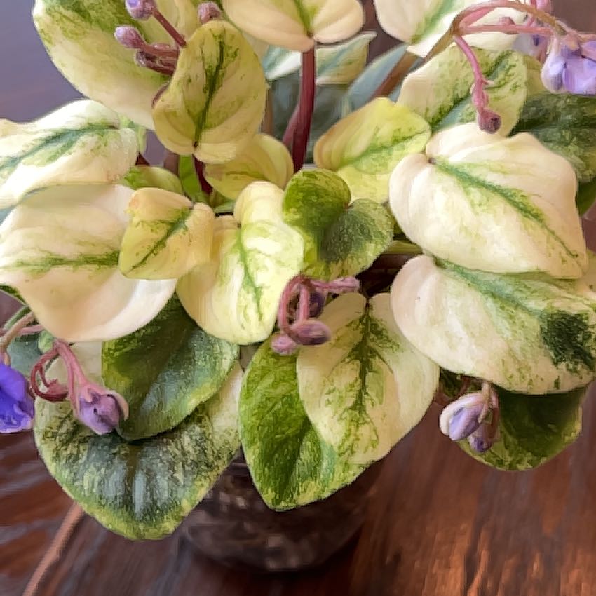 Photo of the plant species Variegated African Violet by @gavins named McKinley on Greg, the plant care app