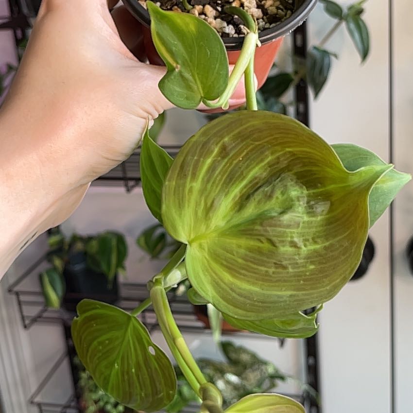 Camposportoanum Velvet Shield plant with a large leaf, held by a hand, soil visible.