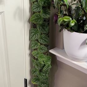 Photo of the plant species Velvet Shingler Monstera by @gavins named Eva on Greg, the plant care app