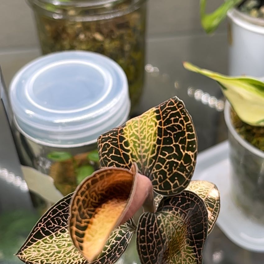 Photo of the plant species Jewel Orchid 'Cream Strip' by @gavins named Fernie Saunders on Greg, the plant care app
