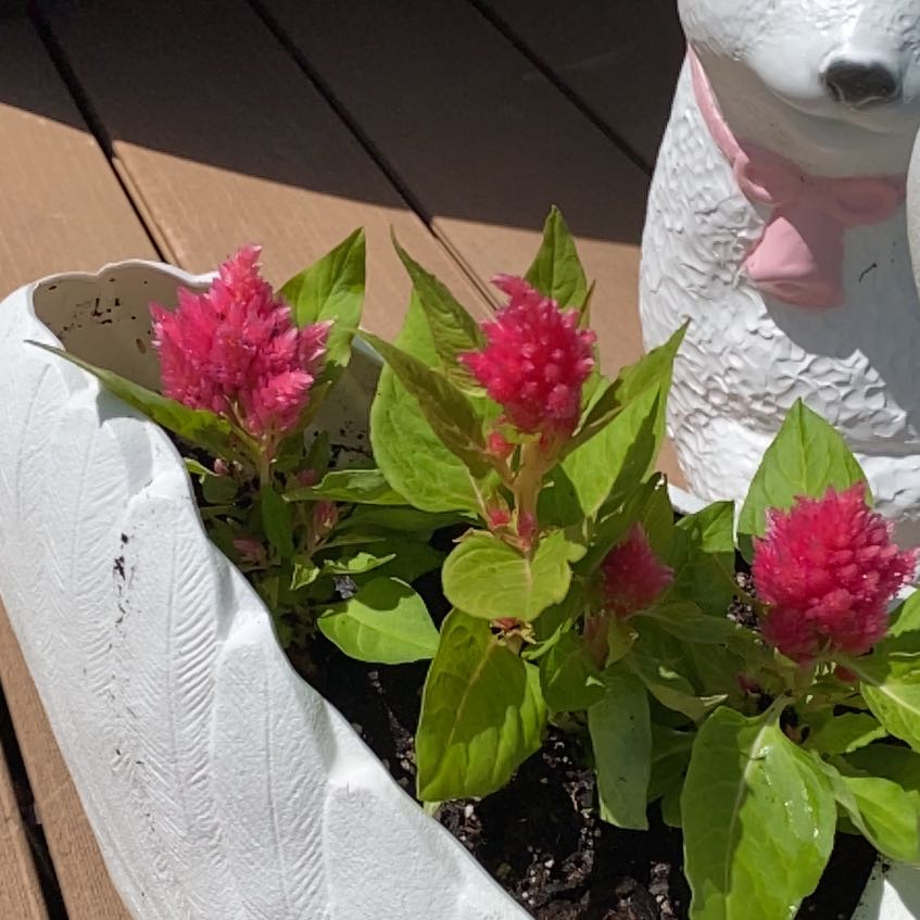 Vibrant pink cockscomb plant with healthy green leaves, held up to show off the striking rooster's comb shaped blooms.