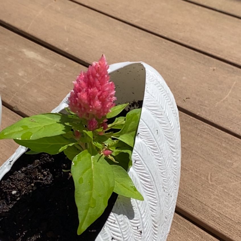 Healthy magenta Cockscomb flower in a white textured planter on a wooden surface.