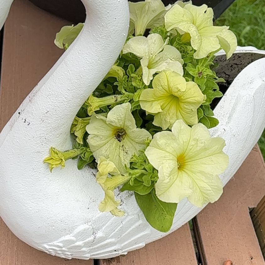 Large White Petunia in a swan-shaped planter with light-colored flowers.