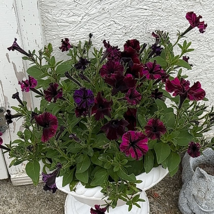 Million Bells plant with vibrant purple flowers in a white pot.