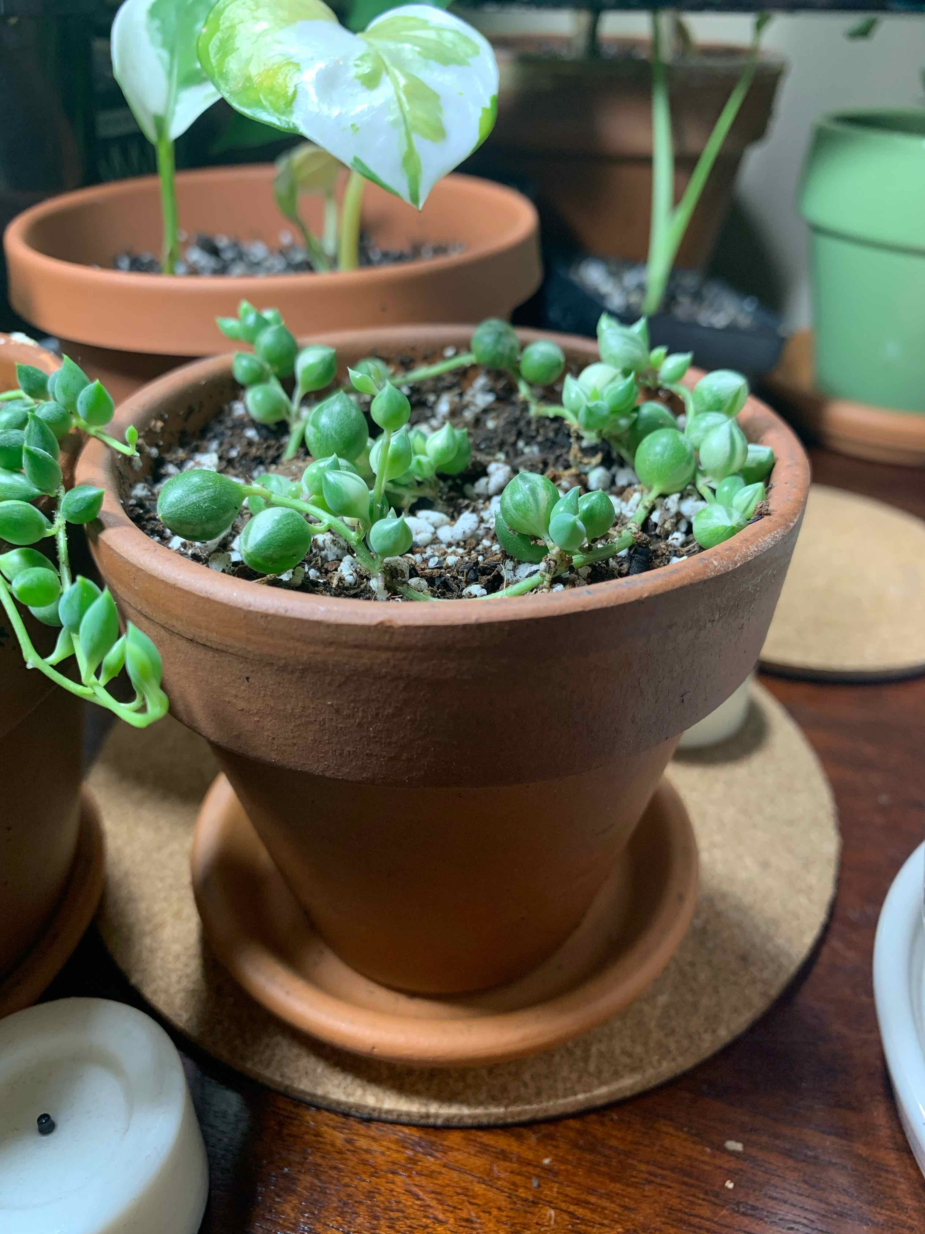 Variegated String of Pearls plant in a terracotta pot with visible soil and healthy foliage.