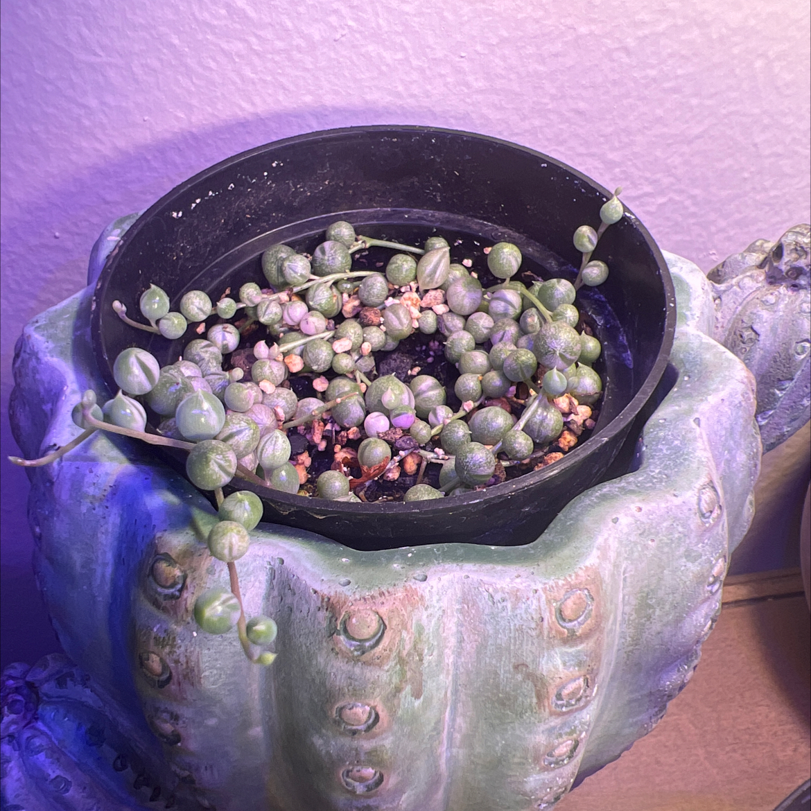 Variegated String of Pearls plant in a pot with some discolored pearls indicating health issues.