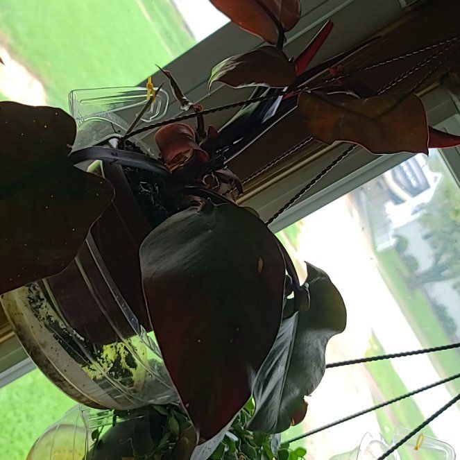 Photo of the plant species Philodendron 'New Red' by @FreshGuapilla named Walt on Greg, the plant care app