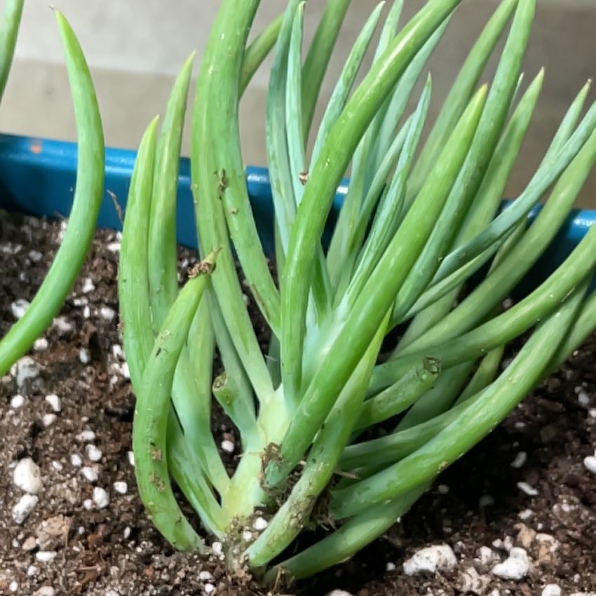 Photo of the plant species Senecio vitalis by @LitheCorrea named Rihanna on Greg, the plant care app