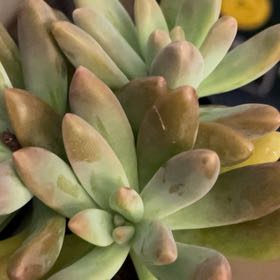Photo of the plant species Graptoveria 'Topsy Debbi' by @MirthfulFanmoss named da Vinci on Greg, the plant care app