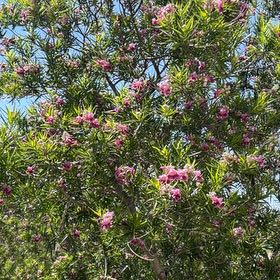 Photo of the plant species Desert Willow by @LucidSweetleaf named Bigleef Smalls on Greg, the plant care app