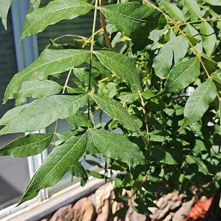 Photo of the plant species Desert Ash by @OptimistBonsai named Homer on Greg, the plant care app