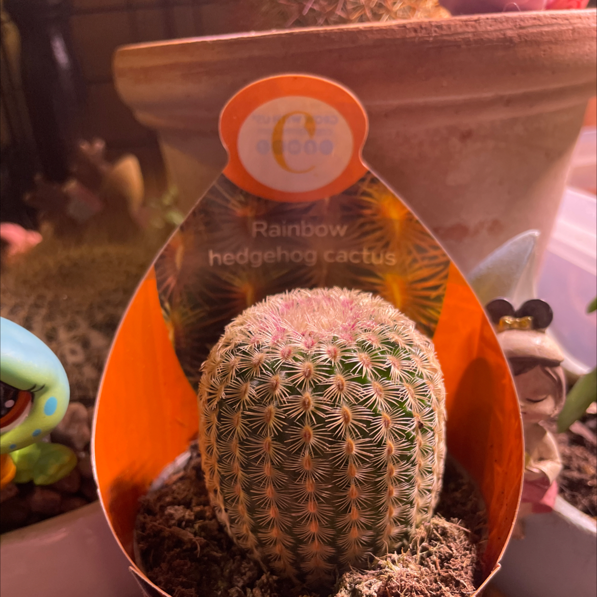 Photo of the plant species Rainbow Hedgehog Cactus 'Album' by @ChiefJavafern named Freya on Greg, the plant care app