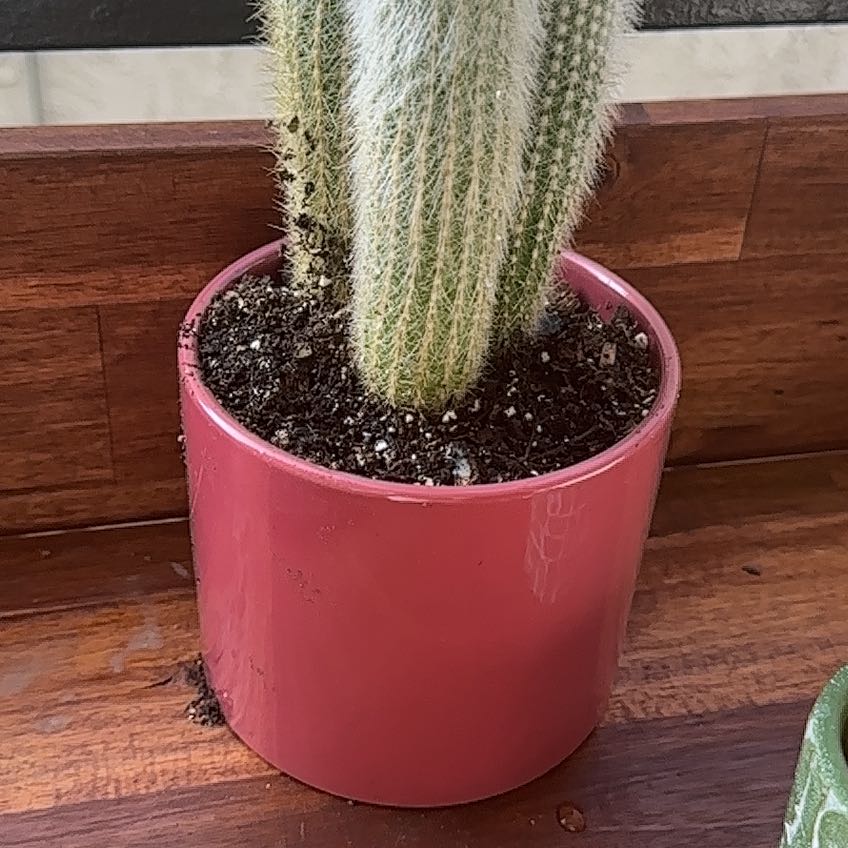 Photo of the plant species Micranthocereus estevesii by @SoigneOrchid named Bodhi on Greg, the plant care app