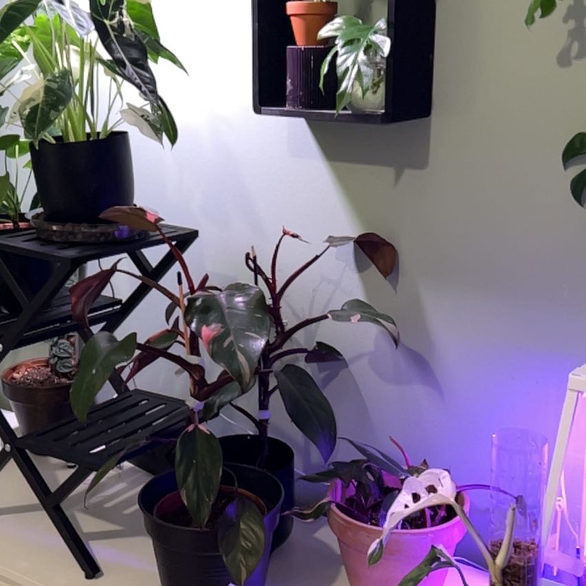 Photo of the plant species variegated monkey mask by @HighestBiancini named Rihanna on Greg, the plant care app