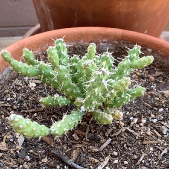 Photo of the plant species Whipple Cholla by @DiplomaticPansy named Luna on Greg, the plant care app
