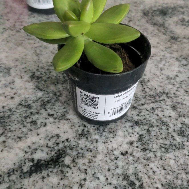 Photo of the plant species Lime Gold Sedum by @TolerantSpinach named Forrest on Greg, the plant care app