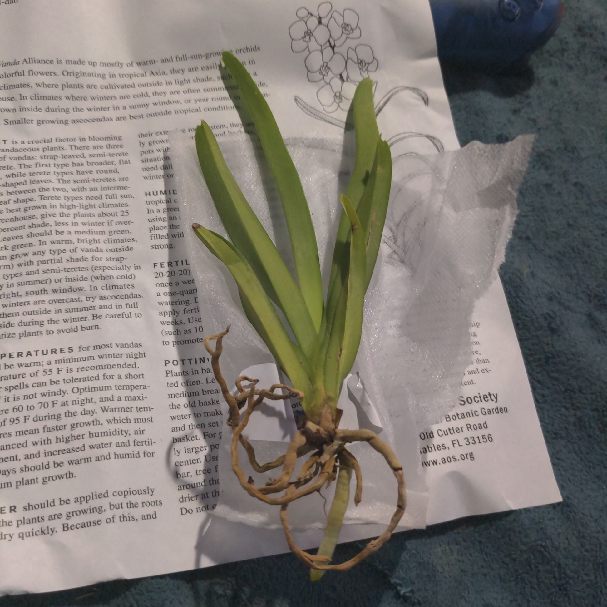 Photo of the plant species Pachara Delight Blue Orchid by @StarCantaloupe named Plato on Greg, the plant care app