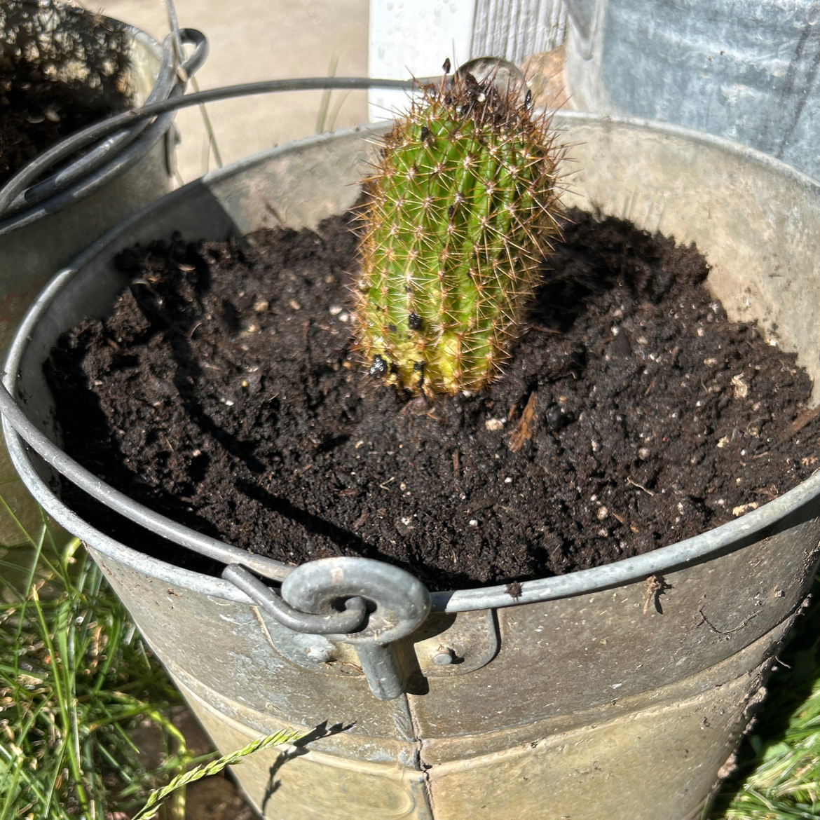 Torch Cactus in a metal container with visible soil and some yellowing at the base.