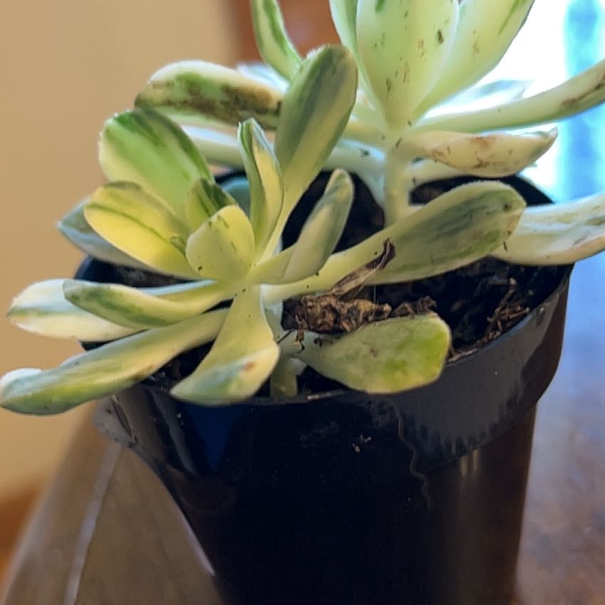 Photo of the plant species Aeonium domesticum 'Variegata' by @PatientCactus named Sproutacus on Greg, the plant care app
