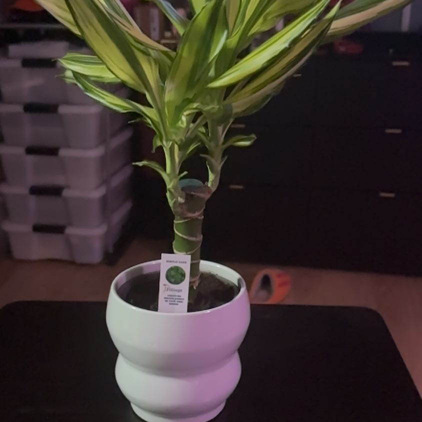 Photo of the plant species Foliage by @PrizedPigfern named Gobi on Greg, the plant care app