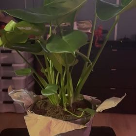 Photo of the plant species Foliage by @PrizedPigfern named Daphne on Greg, the plant care app
