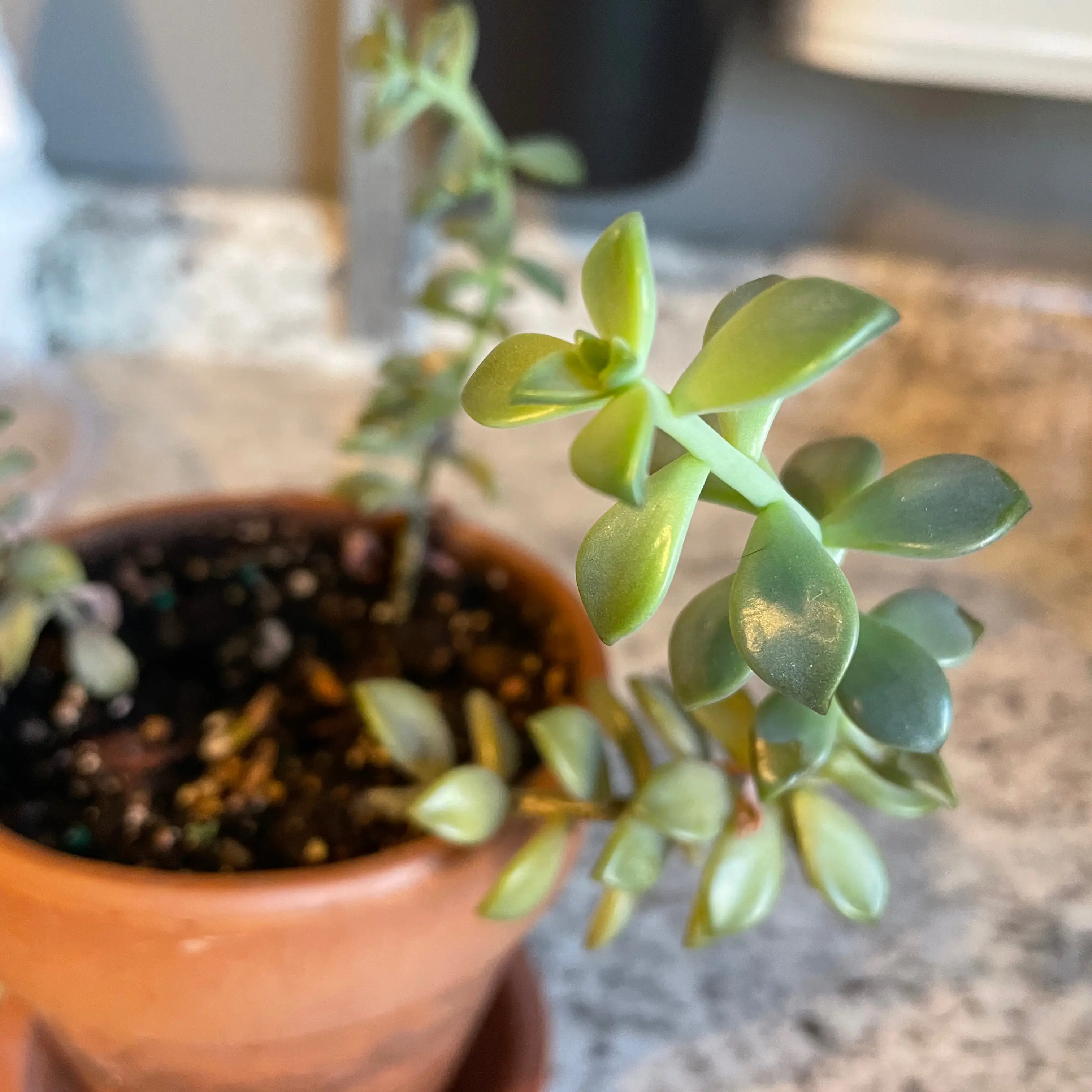 Photo of the plant species Graptosedum 'Alpenglow' by @Jenison named Helen on Greg, the plant care app