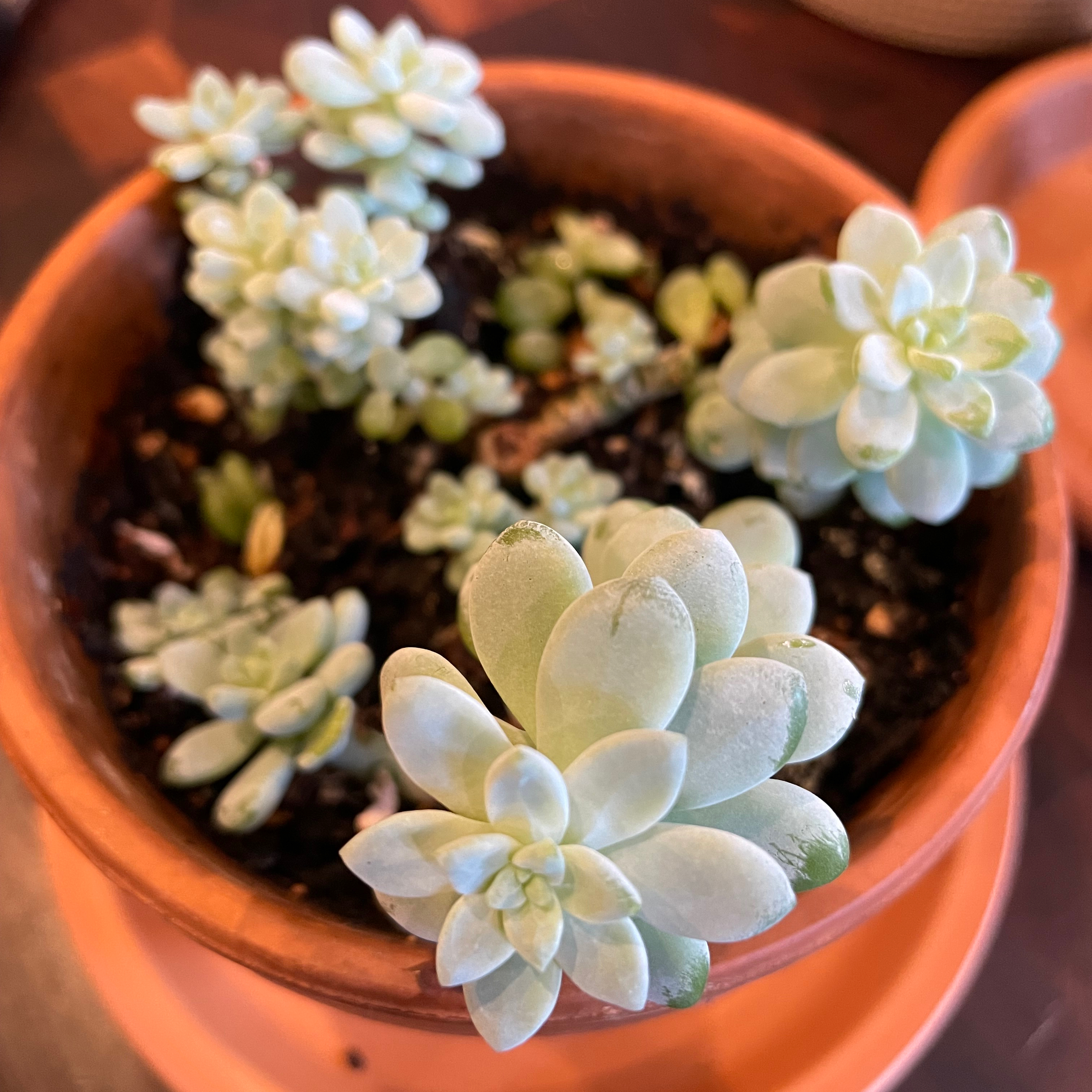 Photo of the plant species Sedum clavatum by @Jenison named Cutie on Greg, the plant care app