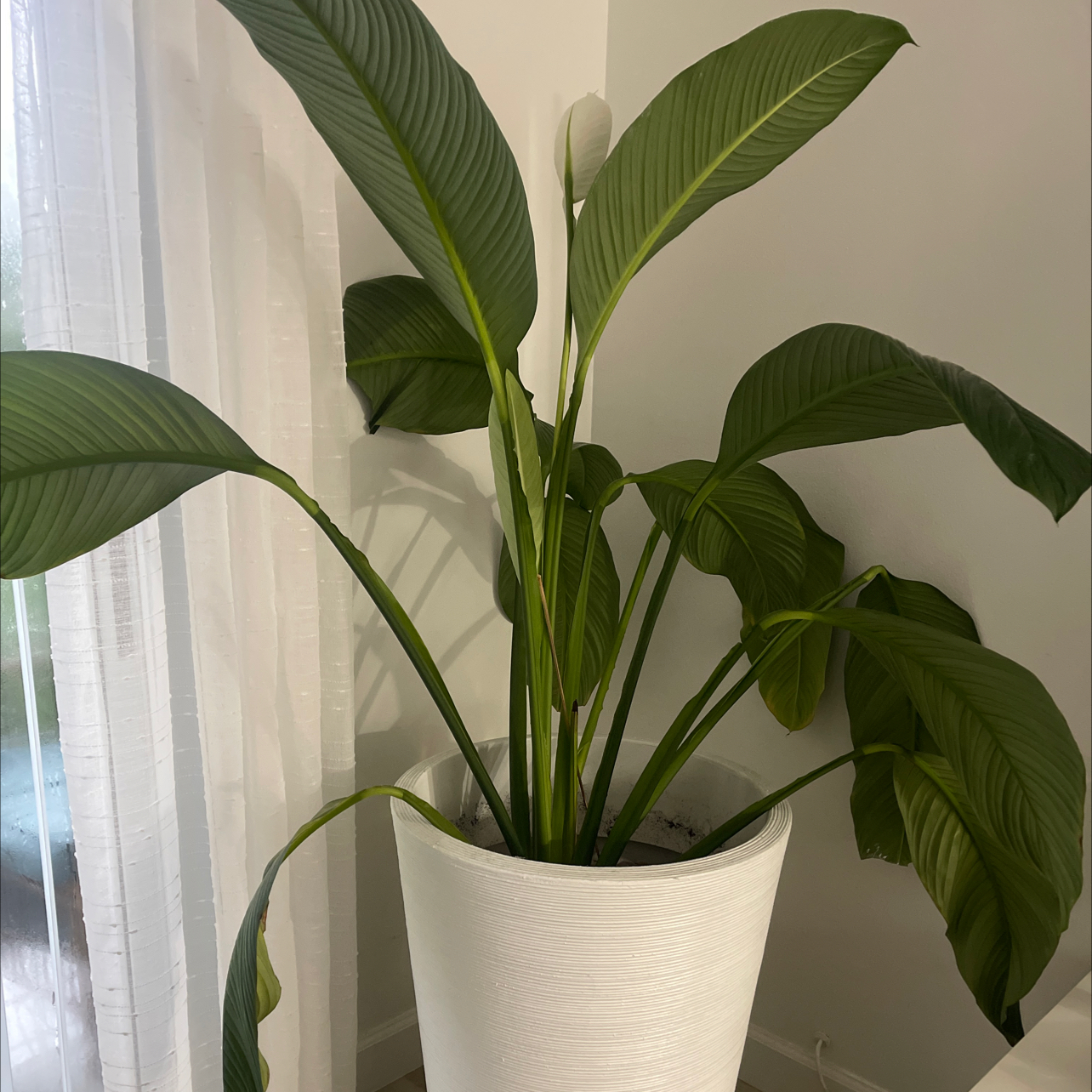 Sensation Peace Lily in a white pot with large green leaves and a single white flower.