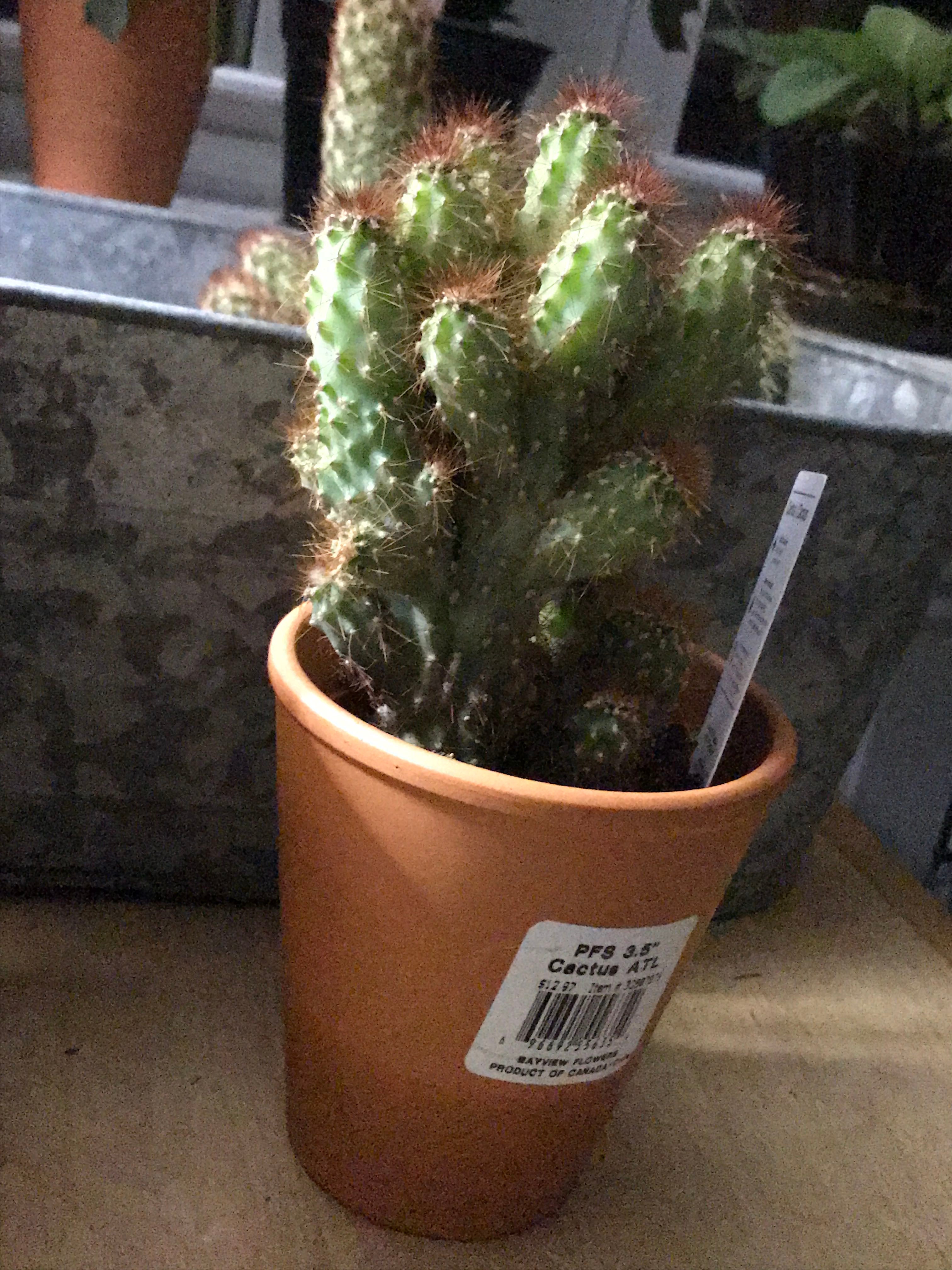 Keep Your Lady Finger Cactus Alive Light, Water & Care Instructions