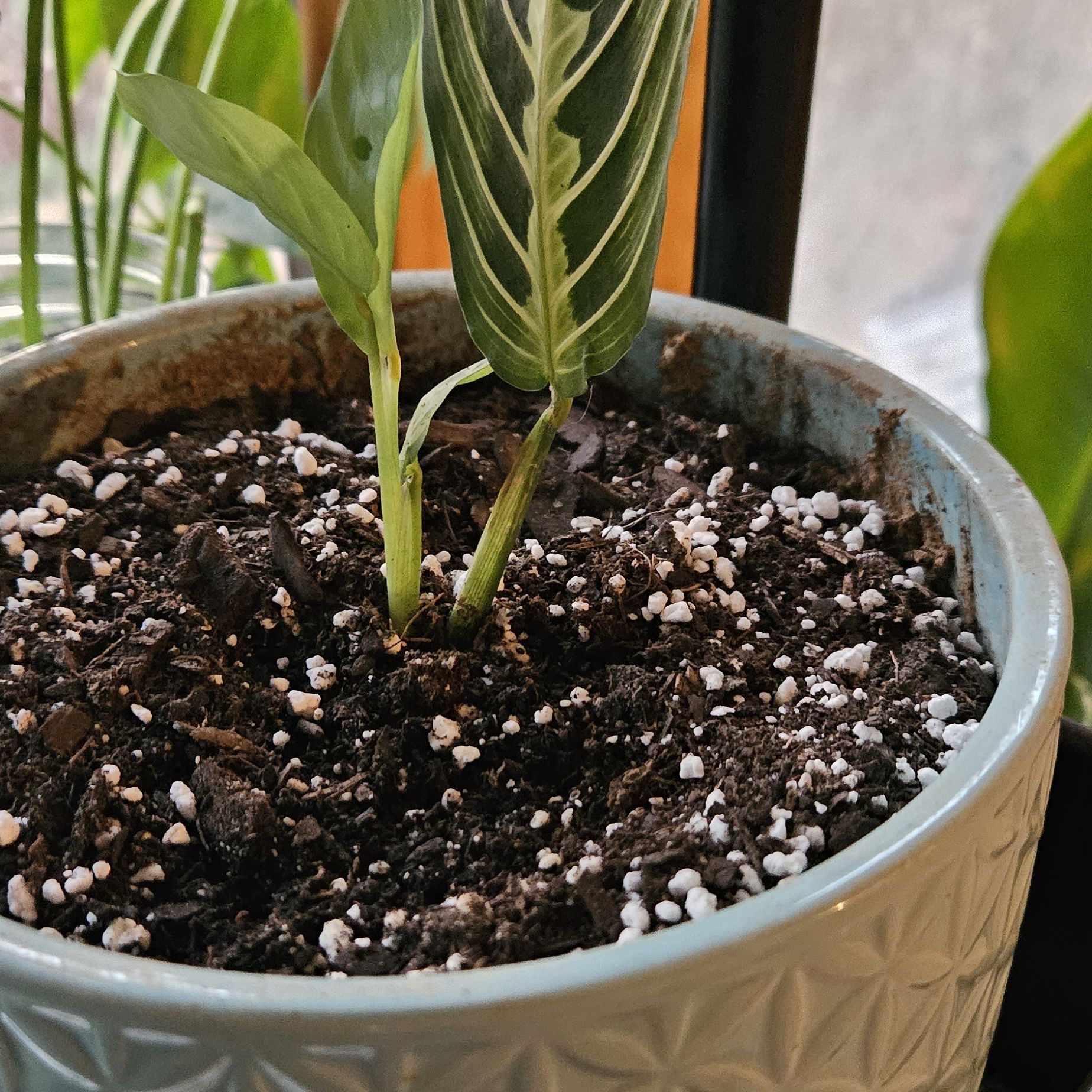 Prayer Plant in a pot with visible soil and healthy leaves.