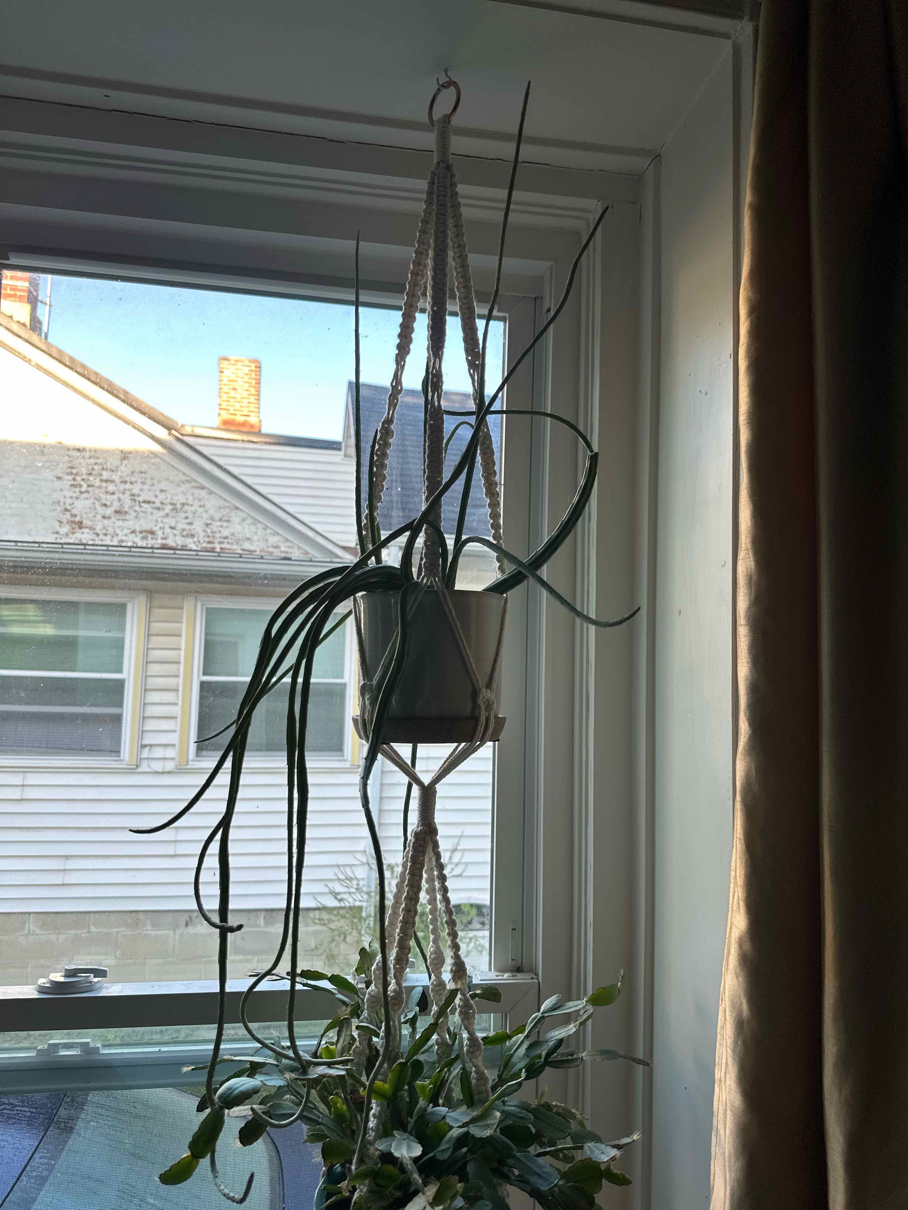 Photo of the plant species Pickle plant by @Elt0503 named Ticonderoga on Greg, the plant care app